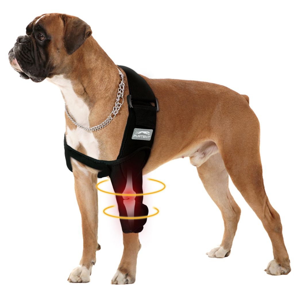 Dog Front Leg Brace